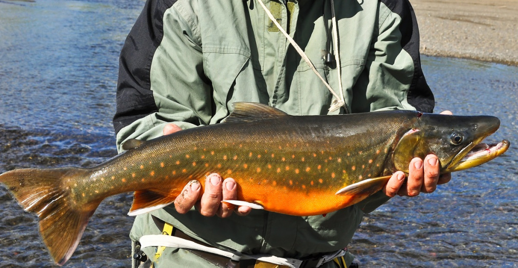 Фото: shutterstock