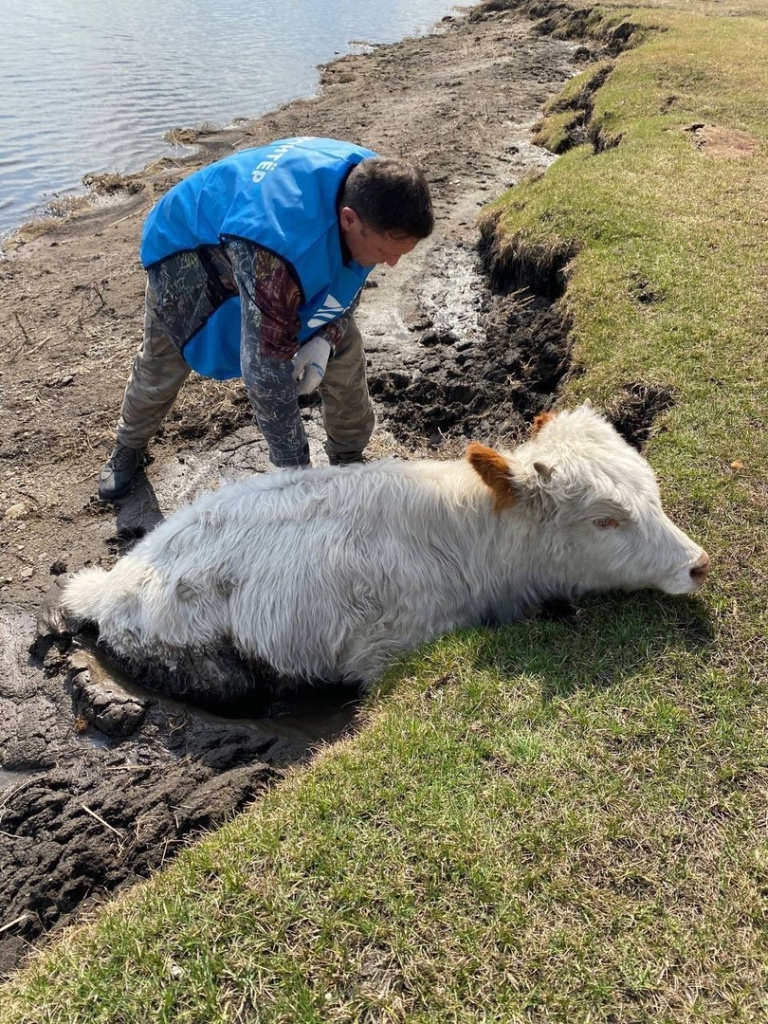 Спасение бычка