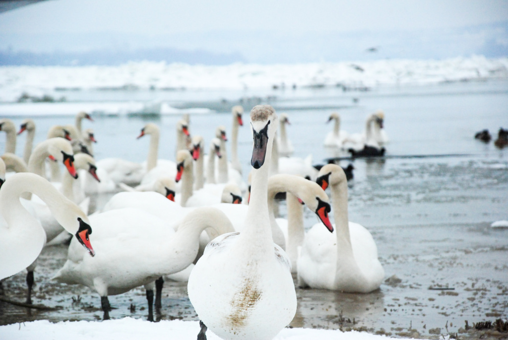 shutterstock_1900560604.jpg shutterstock_1900560604.jpg