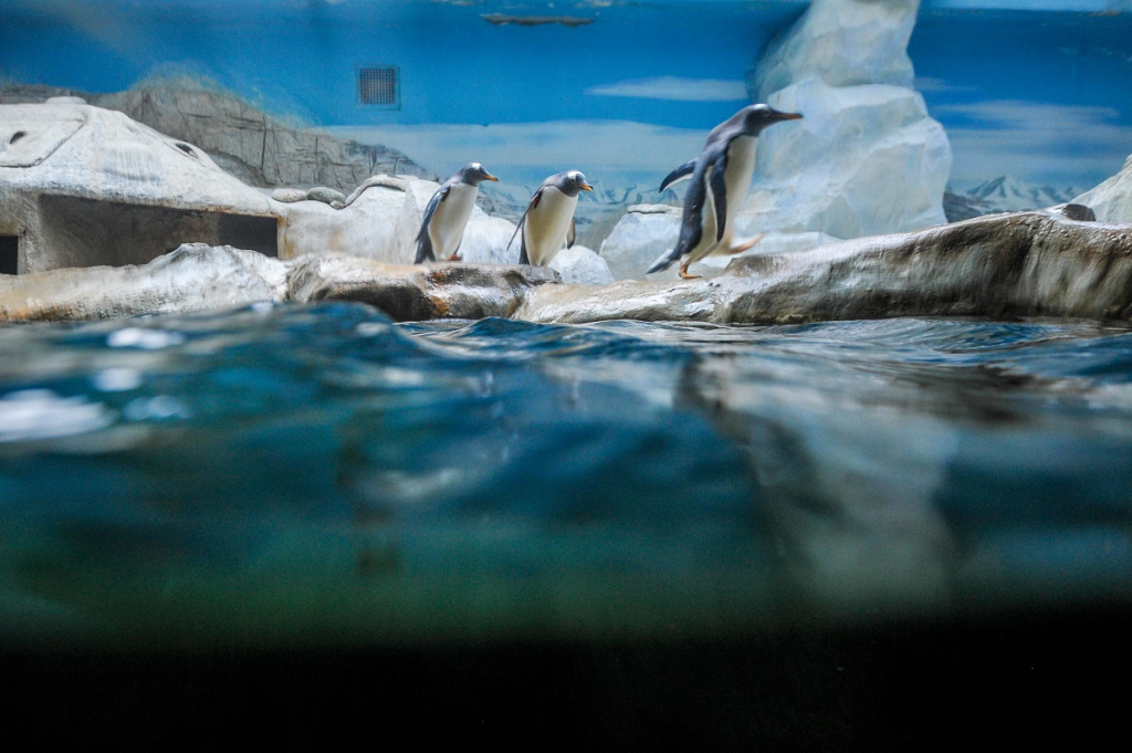 Фото: Виктор ГУСЕЙНОВ