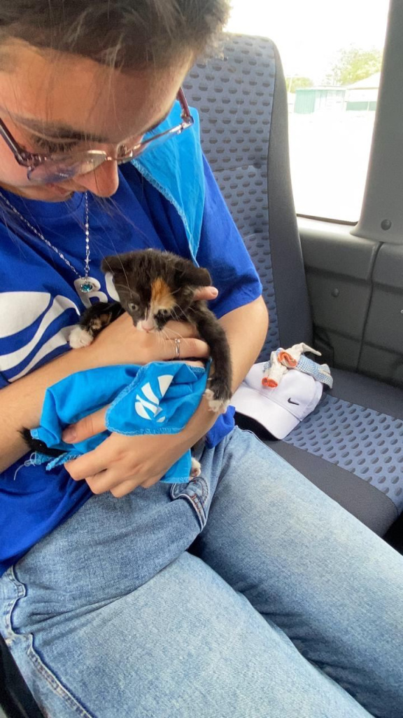 Юные волонтеры Карачаево-Черкесии очистили берег реки и спасли котенка