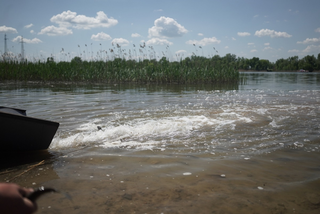 Выпуск мальков.jpg