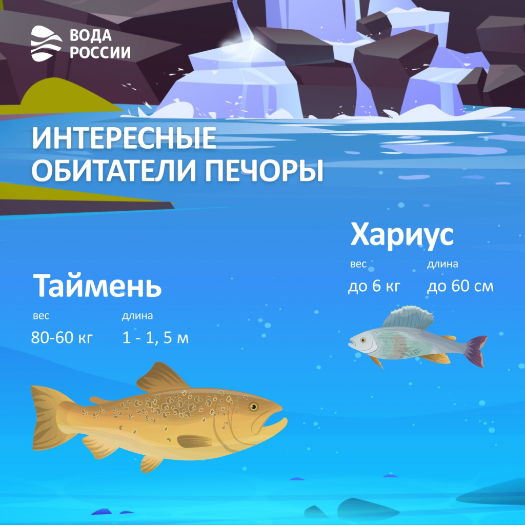 инфографика-Печора-2.jpg инфографика-Печора-2.jpg