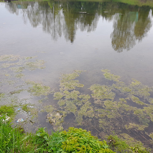 с.Сергино, пруд, 25.05.2022