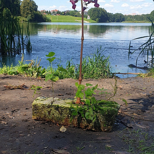 деревня Суханово, река Гвоздянка, 05.08.2023